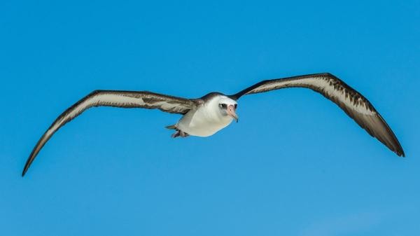 En 1956 marcaron a una albatros con una anilla: 70 años después, descubrieron que seguía regresando a la misma colonia para criar - Una anilla permitió seguir la historia de Wisdom durante casi 70 años