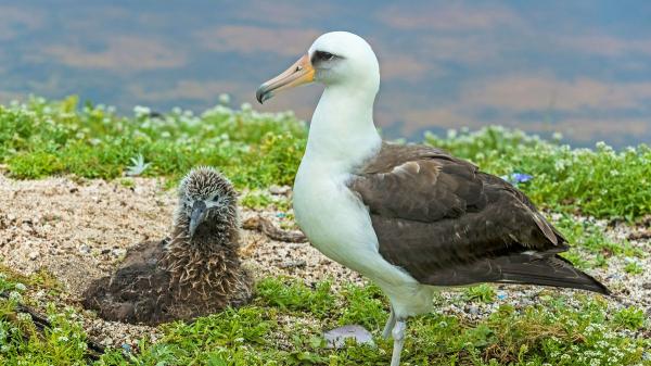 En 1956 marcaron a una albatros con una anilla: 70 años después, descubrieron que seguía regresando a la misma colonia para criar - Wisdom pudo recorrer miles de kilómetros y criar a decenas de pollos