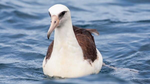 En 1956 marcaron a una albatros con una anilla: 70 años después, descubrieron que seguía regresando a la misma colonia para criar - Wisdom volvió a Midway en 2026, aunque esta vez no puso un huevo