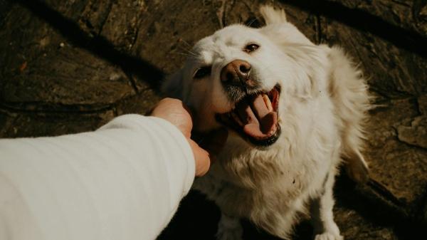 Por qué el Golden Retriever es uno de los perros más felices del mundo, según Marta Sarasúa, etóloga: "Su carácter alegre y sociable lo hace único" - Consejos de expertos para mantener a un Golden Retriever siempre feliz