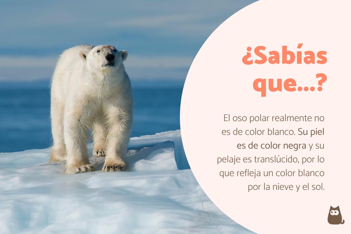 Curiosidades del oso polar