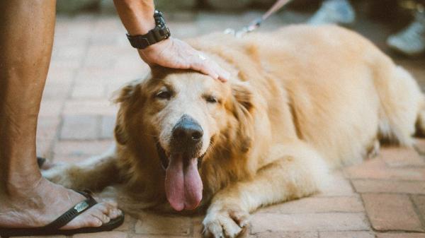 Por qué el Golden Retriever es uno de los perros más felices del mundo, según Marta Sarasúa, etóloga: "Su carácter alegre y sociable lo hace único" - El carácter alegre del Golden Retriever: ¿Por qué siempre parece feliz?