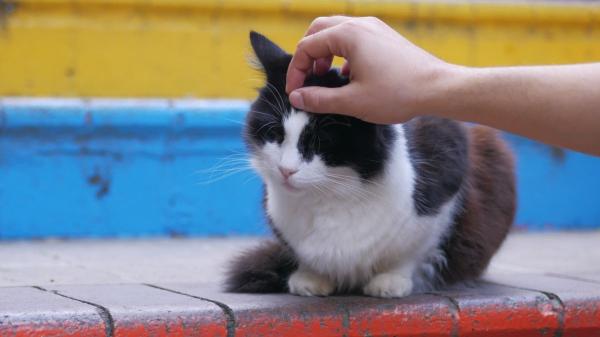 La Ley de Bienestar Animal lo establece: si un cuidador voluntario no puede seguir cuidando a una colonia felina, el Ayuntamiento debe garantizar su atención - El método CER: así se controlan las colonias felinas