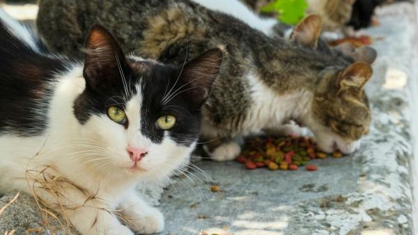 La Ley de Bienestar Animal lo establece: si un cuidador voluntario no puede seguir cuidando a una colonia felina, el Ayuntamiento debe garantizar su atención - La Ley de Bienestar Animal atribuye a los ayuntamientos la gestión de las colonias felinas