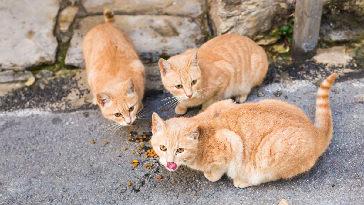 La Ley de Bienestar Animal lo establece: si un cuidador voluntario no puede seguir cuidando a una colonia felina, el Ayuntamiento debe garantizar su atención