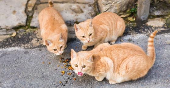 La Ley de Bienestar Animal lo establece: si un cuidador voluntario no puede seguir cuidando a una colonia felina, el Ayuntamiento debe garantizar su atención
