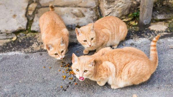 La Ley de Bienestar Animal lo establece: si un cuidador voluntario no puede seguir cuidando a una colonia felina, el Ayuntamiento debe garantizar su atención
