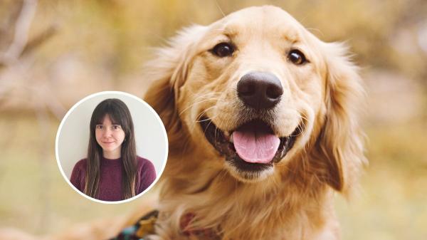 Por qué el Golden Retriever es uno de los perros más felices del mundo, según Marta Sarasúa, etóloga: "Su carácter alegre y sociable lo hace único"