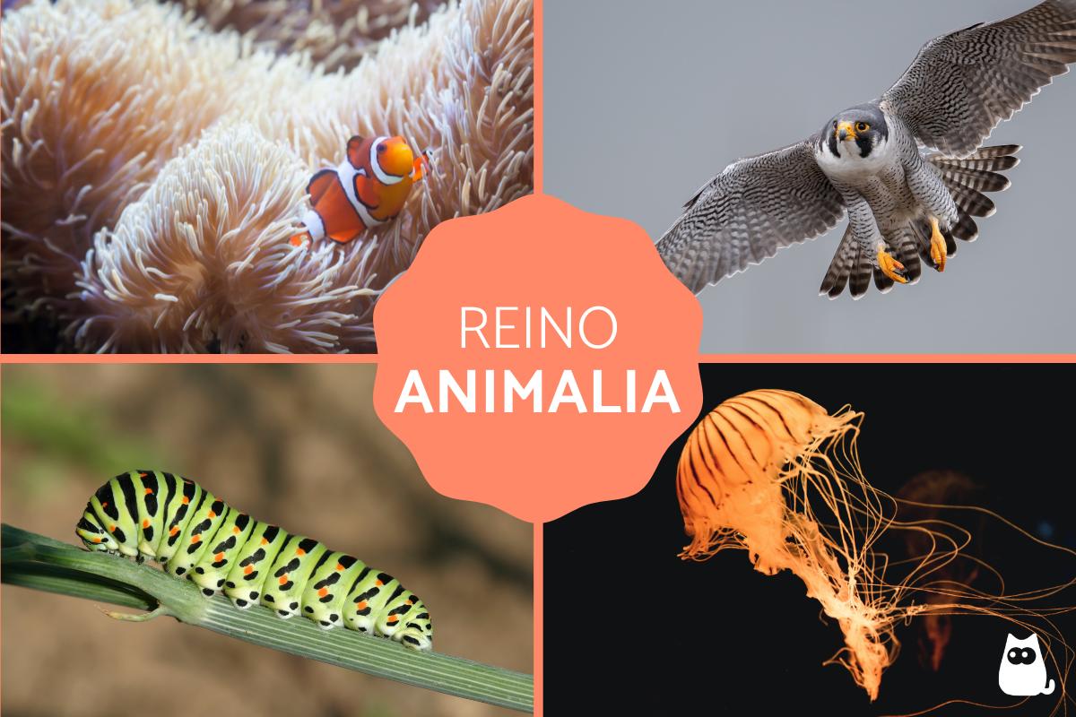 Reino animal - Clasificación, características y ejemplos