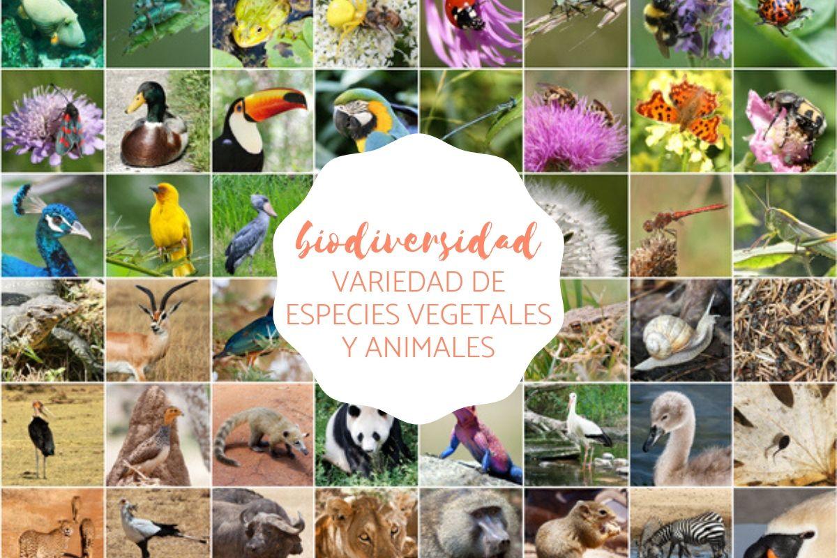 Biodiversidad- Definición, tipos y características