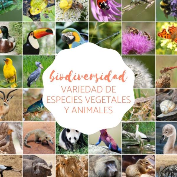 ejemplo de comunidad biologica