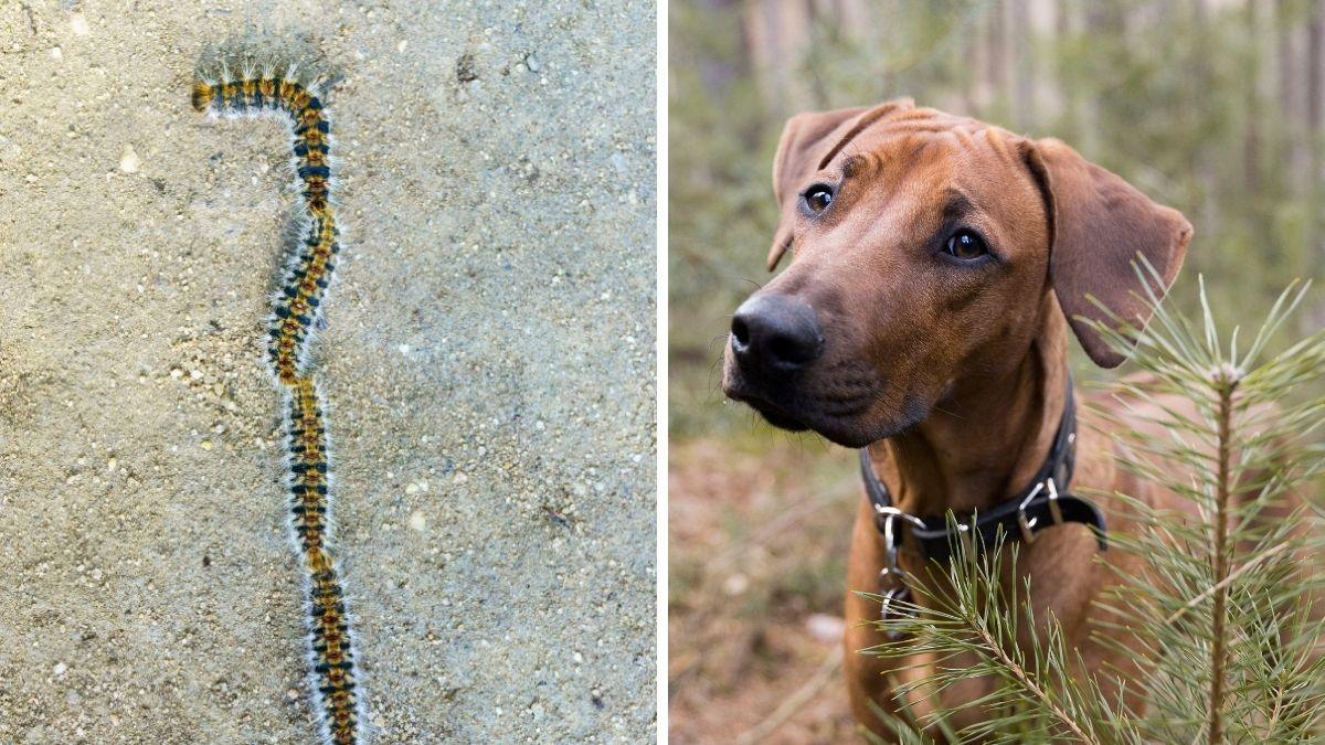 “Es mortal”: el aviso de la Policía Nacional sobre la oruga procesionaria y qué hacer si tu perro la toca