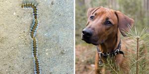 “Es mortal”: el aviso de la Policía Nacional sobre la oruga procesionaria y qué hacer si tu perro la toca