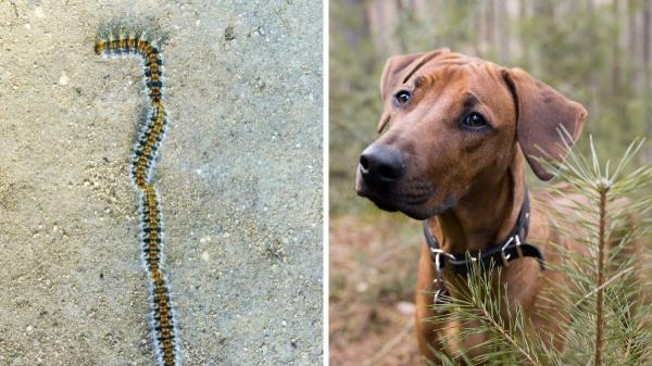 “Es mortal”: el aviso de la Policía Nacional sobre la oruga procesionaria y qué hacer si tu perro la toca
