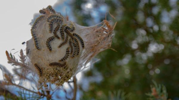 “Es mortal”: el aviso de la Policía Nacional sobre la oruga procesionaria y qué hacer si tu perro la toca - La alerta de la Policía Nacional: “¡Ojo con la oruga procesionaria!”