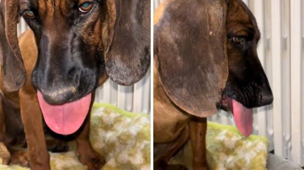 “Es mortal”: el aviso de la Policía Nacional sobre la oruga procesionaria y qué hacer si tu perro la toca - Los síntomas de alerta que no debes ignorar (y cuándo correr al veterinario)