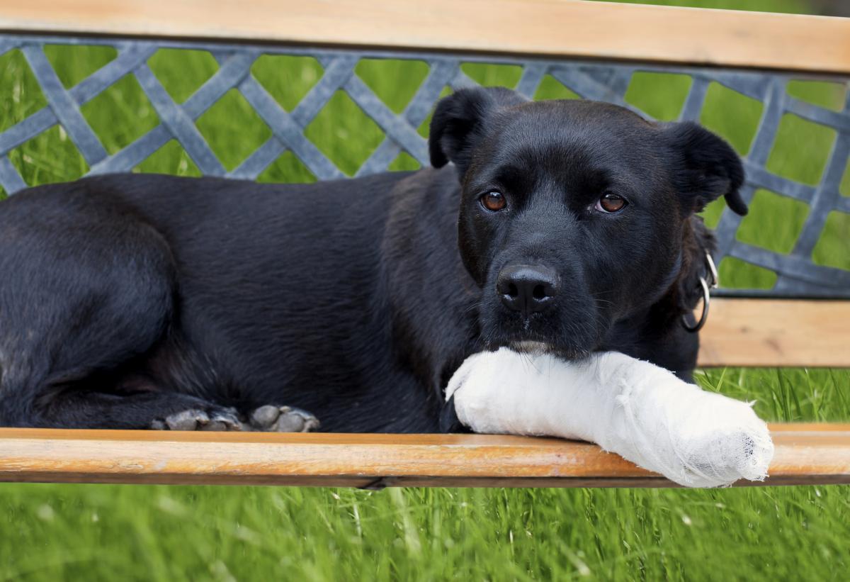 Metamizol para perros - Dosis, para qué sirve y efectos secundarios