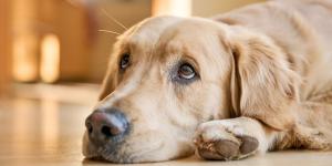 Dejar a tu perro solo más de este tiempo puede salirte caro: hasta 10.000 euros de multa, según la ley