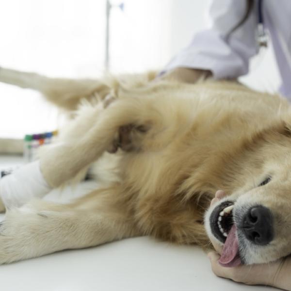cómo saber si tu perro tiene piometra