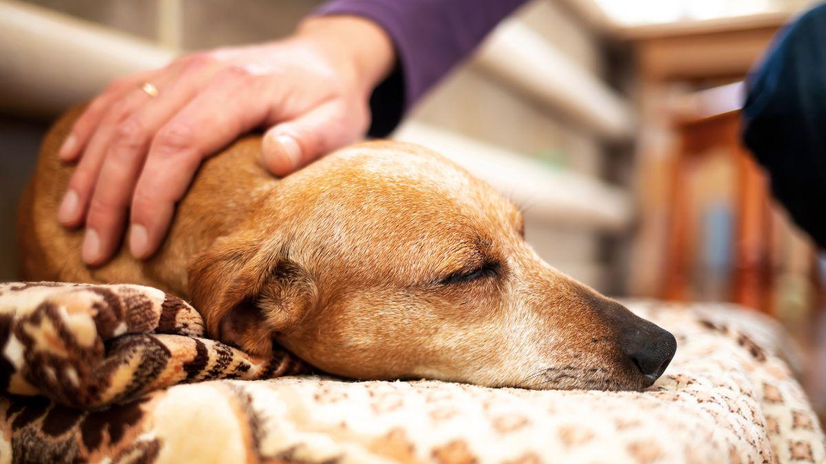 Alfredo Molina, veterinario: “En sus últimos días tu mascota no necesita más tratamientos, te necesita a ti”