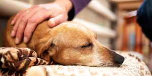 Alfredo Molina, veterinario: “En sus últimos días tu mascota no necesita más tratamientos, te necesita a ti”