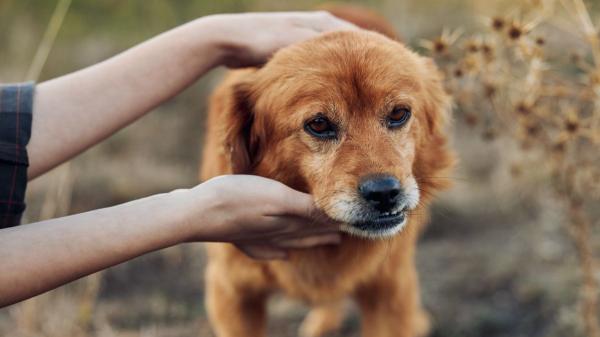 Alfredo Molina, veterinario: “En sus últimos días tu mascota no necesita más tratamientos, te necesita a ti” - Cómo acompañar a tu mascota en sus últimos días