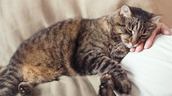 Alfredo Molina, veterinario: “En sus últimos días tu mascota no necesita más tratamientos, te necesita a ti” - Los cuidados veterinarios cuando la vida de tu mascota llega a su final