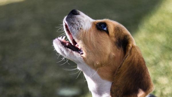 La Ley de Propiedad Horizontal lo deja claro: qué ocurre si el perro o el gato de un vecino daña puertas, ascensores o paredes comunes - La duda más habitual entre vecinos con mascotas: si la comunidad puede prohibir perros o gatos
