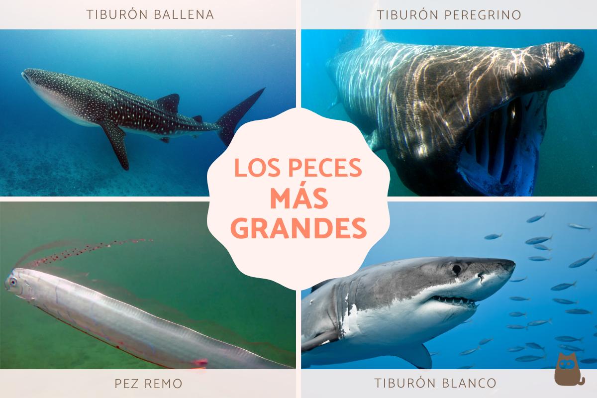 Los peces más grandes del mundo