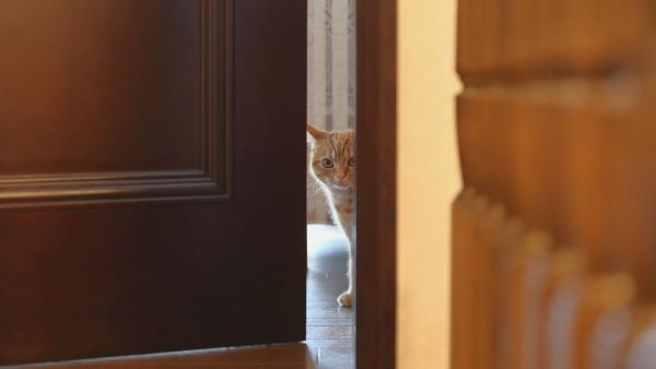 La Ley de Propiedad Horizontal lo deja claro: qué ocurre si el perro o el gato de un vecino daña puertas, ascensores o paredes comunes - Qué ocurre si tu mascota provoca daños en el edificio: la responsabilidad recae sobre el propietario
