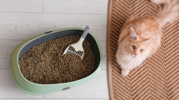 Los veterinarios avisan: muchos problemas de conducta en gatos empiezan por cometer estos errores en casa - El error con el arenero que puede estresar a tu gato sin que lo sepas