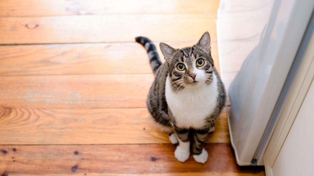 Los veterinarios avisan: muchos problemas de conducta en gatos empiezan por cometer estos errores en casa