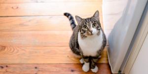 Los veterinarios avisan: muchos problemas de conducta en gatos empiezan por cometer estos errores en casa