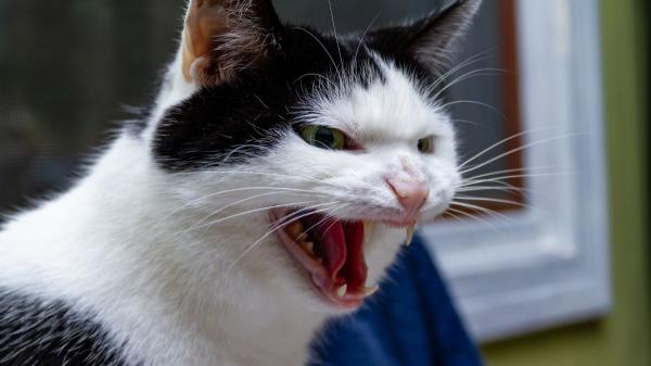 Los veterinarios avisan: muchos problemas de conducta en gatos empiezan por cometer estos errores en casa - No todos los gatos quieren la misma atención ni descansan en los mismos lugares