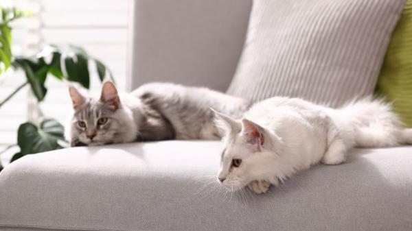 Los veterinarios avisan: muchos problemas de conducta en gatos empiezan por cometer estos errores en casa - Rascar no es portarse mal: lo que realmente necesita tu gato