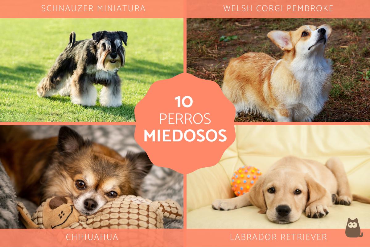 Razas de perros miedosos