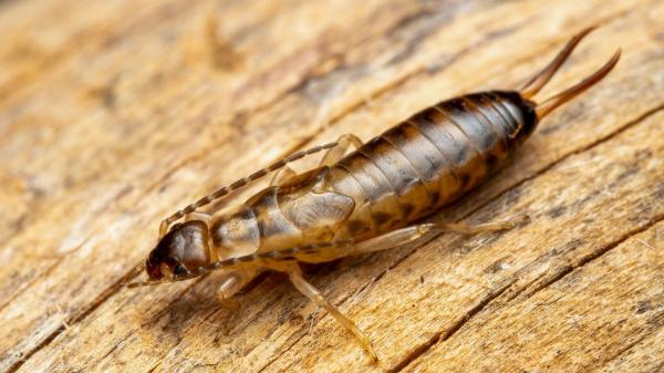 Si ves una tijereta en tu casa, no suele ser por casualidad: esto es lo que significa y cómo evitar que aparezcan más - Así es la tijereta común: el insecto de las pinzas que aparece en muchas casas