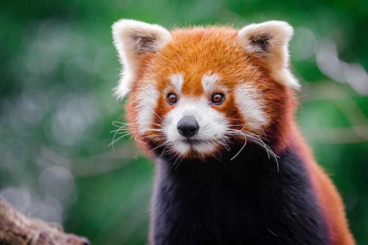 Curiosidades del panda rojo