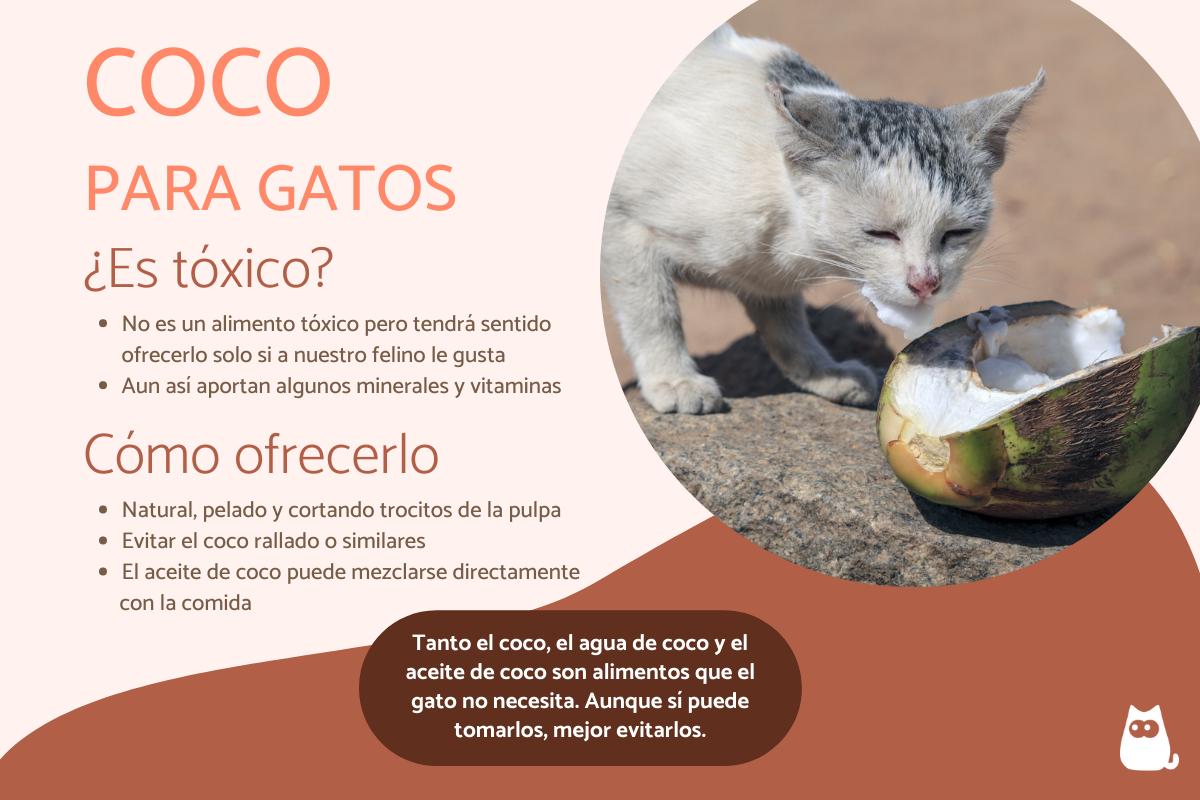 ¿Los gatos pueden comer coco?