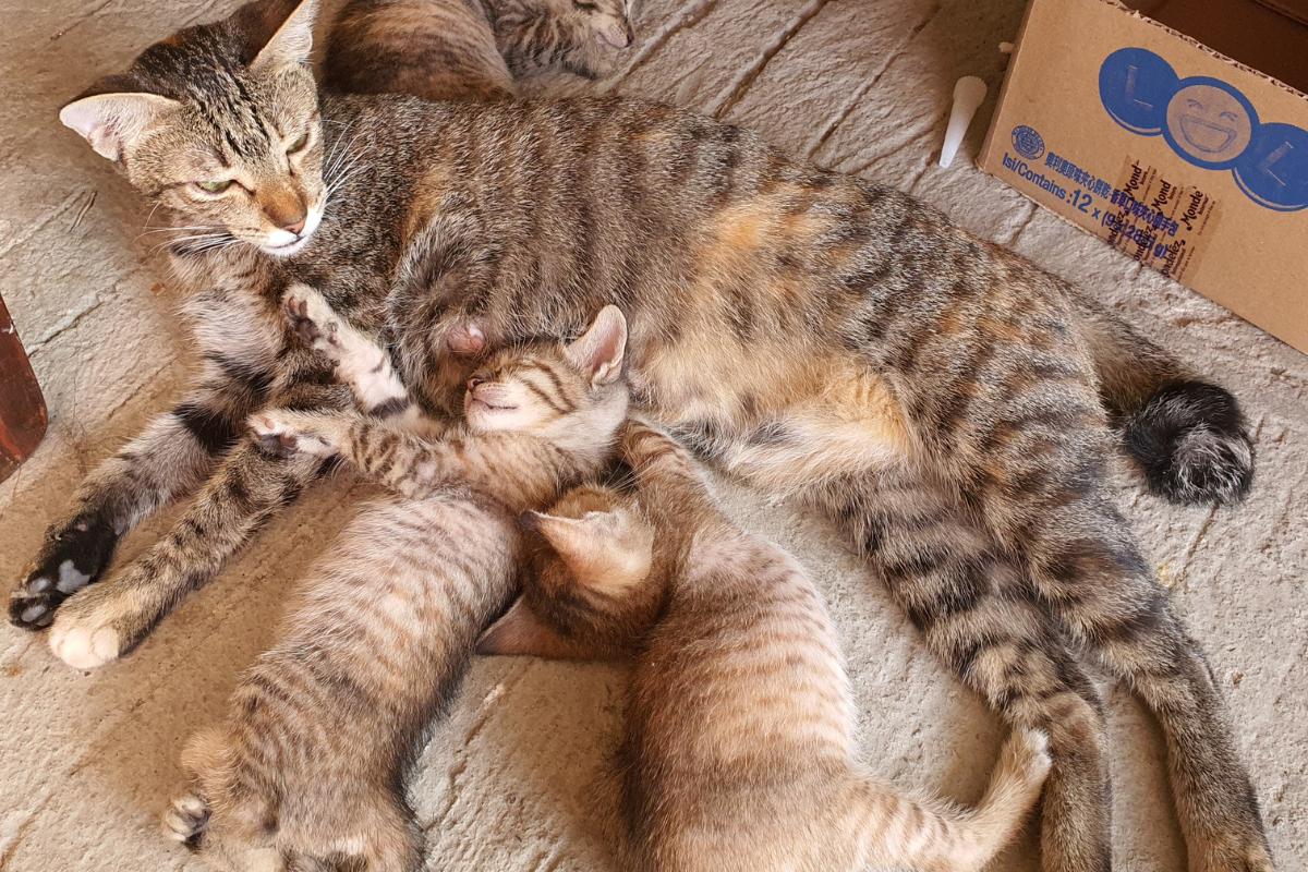 ¿Las gatas reconocen a sus hijos cuando crecen?