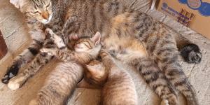 ¿Las gatas reconocen a sus hijos cuando crecen?