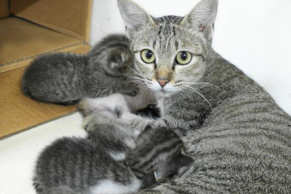 ¿Las gatas reconocen a sus hijos cuando crecen? - ¿Las gatas se acuerdan de sus hijos?