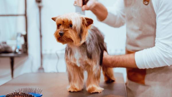 Víctor Algra, veterinario: “Raparle el pelo a un perro en verano le expone más al calor y al sol” - Los perros de doble capa son los que menos se benefician de un rapado