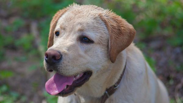 Víctor Algra, veterinario: “Raparle el pelo a un perro en verano le expone más al calor y al sol” - Proteger a un perro del calor requiere mucho más que cortar su pelo
