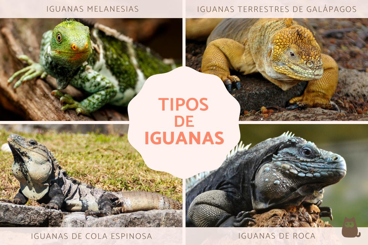 Tipos de iguanas