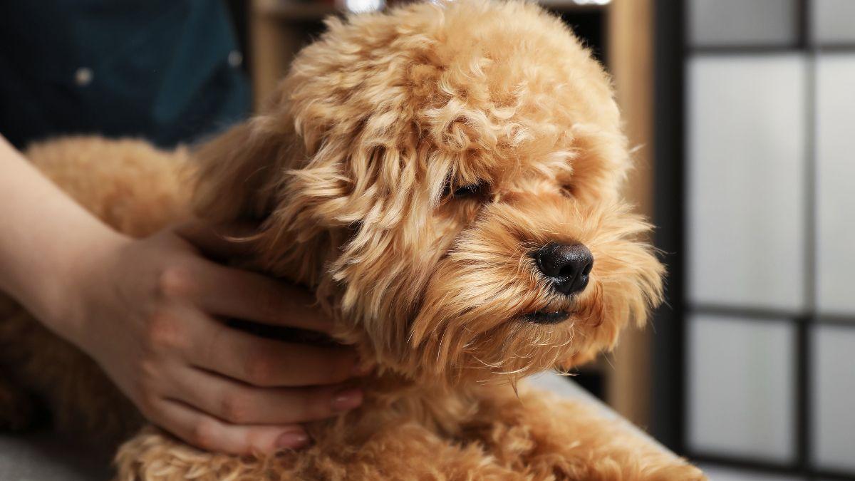 Víctor Algra, veterinario: “Raparle el pelo a un perro en verano le expone más al calor y al sol”