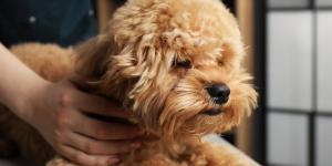 Víctor Algra, veterinario: “Raparle el pelo a un perro en verano le expone más al calor y al sol”