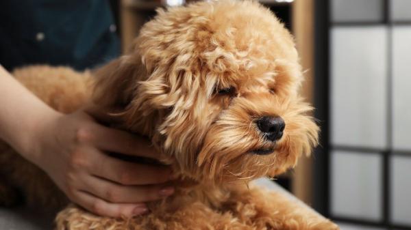 Víctor Algra, veterinario: “Raparle el pelo a un perro en verano le expone más al calor y al sol”