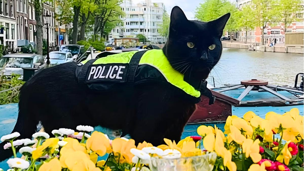 Nimis, el gato policía que patrulla las calles de Ámsterdam: “Hace que el barrio se sienta más agradable y cercano”