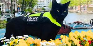 Nimis, el gato policía que patrulla las calles de Ámsterdam: “Hace que el barrio se sienta más agradable y cercano”
